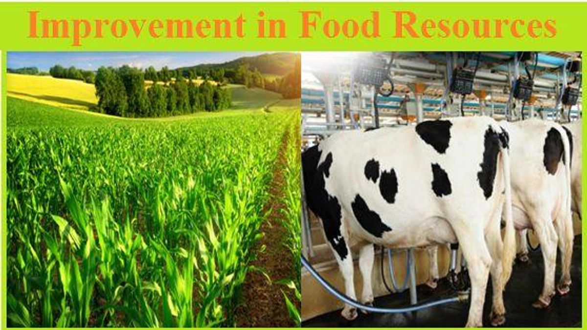 Improvements In Food Resources