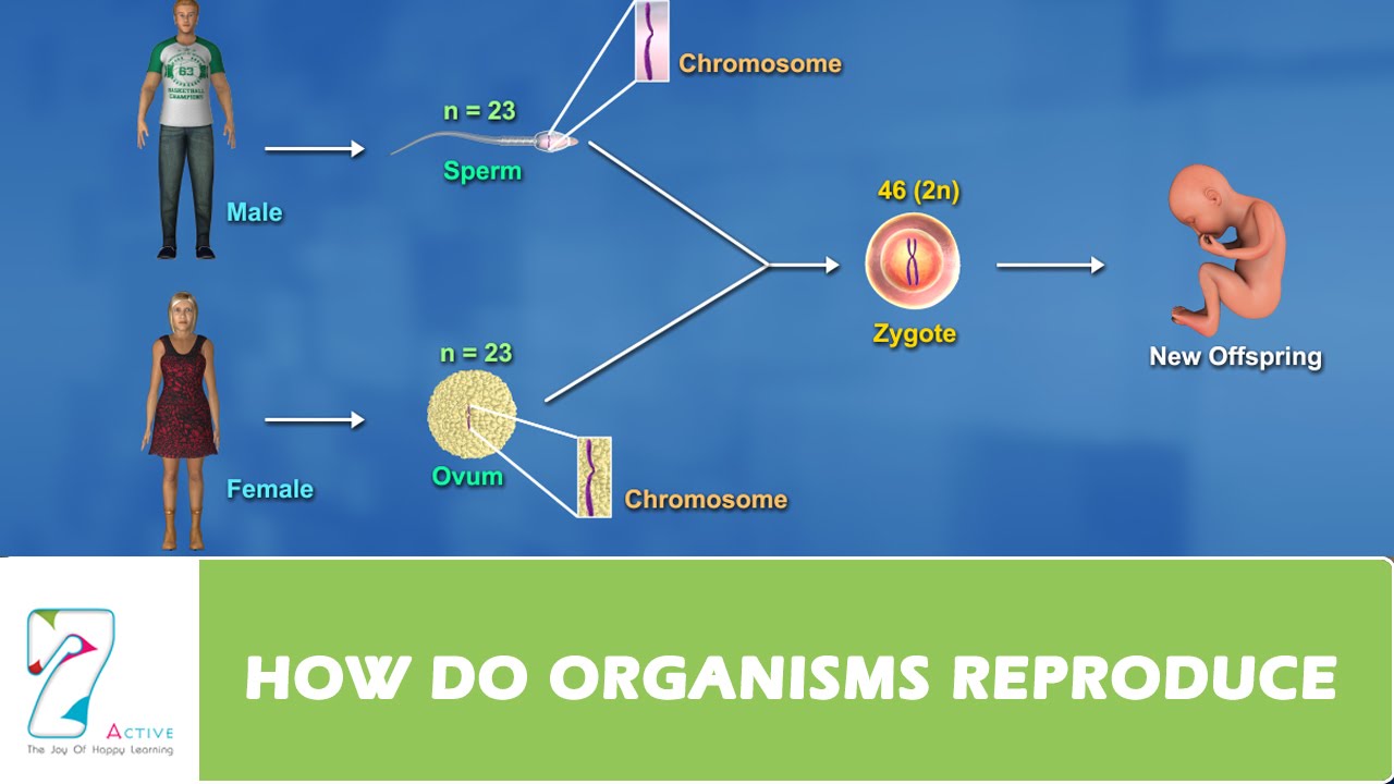 How do Organisms Reproduce?