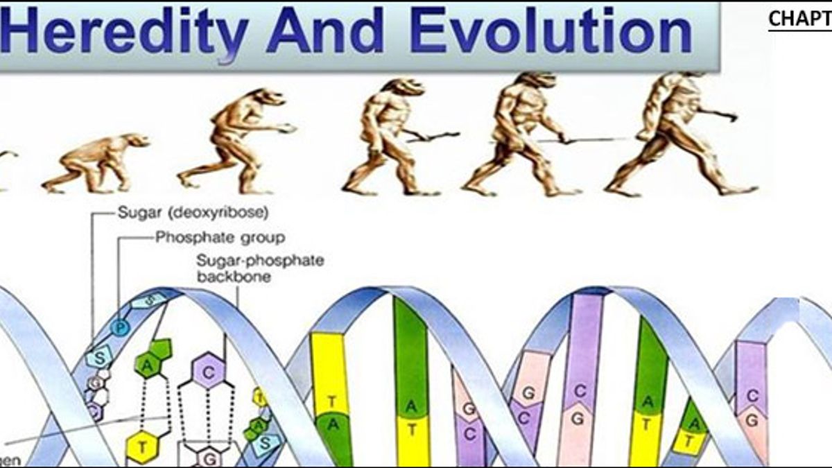 Heredity and Evolution