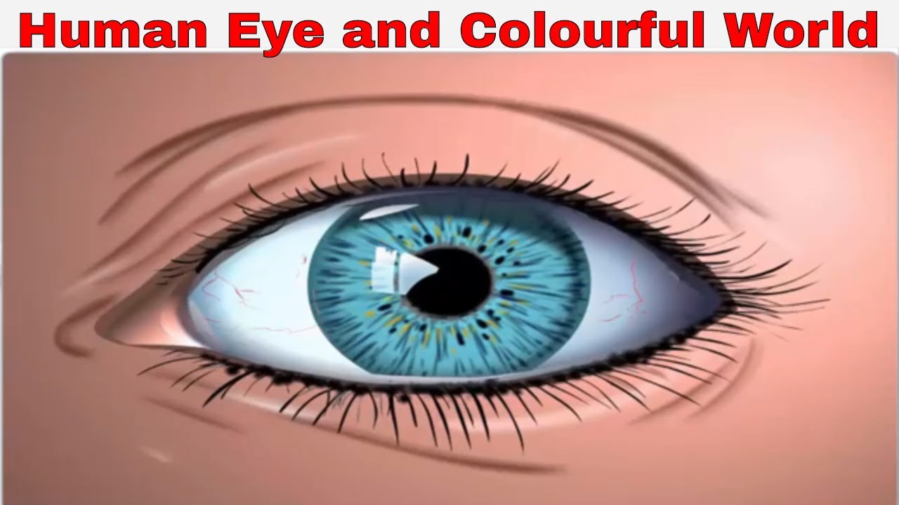 Human Eye and Colorful World